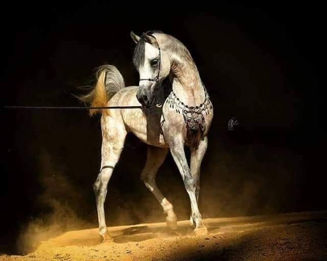 Cheval pur-sang arabe — noblesse